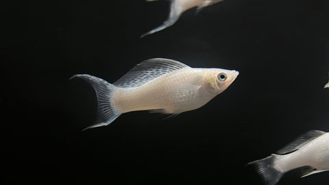 Platinum Lyretail Molly (Poecilia sp.)