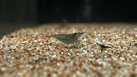 Blue Jelly Neocardina