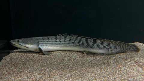 Weeksii Bichir (Polypterus weeksii) - WYSIWYG
