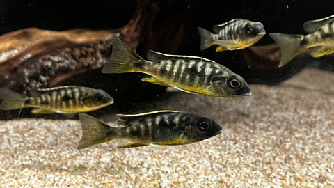 Black Orange Dorsal (Otopharynx lithobates)