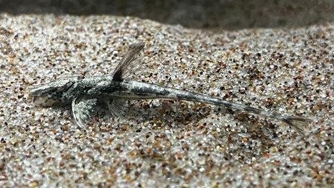 Brown Whiptail (Rineloricaria sp.)