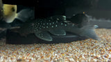 L-128 Blue Phantom Pleco (Hemiancistrus sp.)