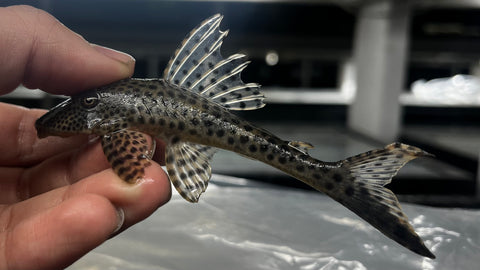L-94 / 123 Cute Pleco (Aphanotorulus ammophilus)