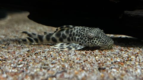 L-75 / 124 Para Pleco (Peckoltia sabaji)