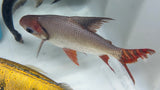 Flagtail (Semaprochilodus sp.) - WYSIWYG
