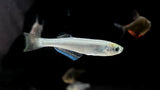 Tanganyika Lampeye Killifish (Lamprichthys tanganicanus) - Pair