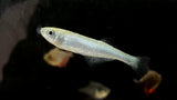 Tanganyika Lampeye Killifish (Lamprichthys tanganicanus) - Pair
