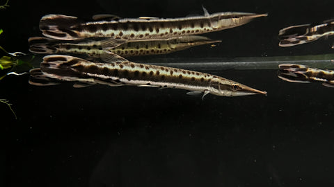 Striped Pike Characin (Boulengerella lateristriga)