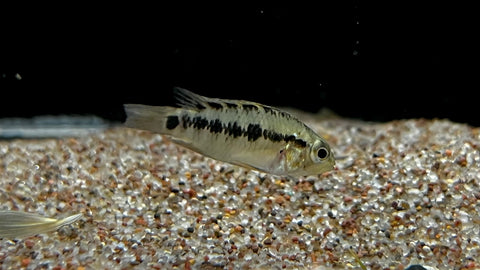 Apistogramma personata