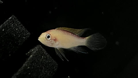 Apistogramma agassizi "Fire Red"