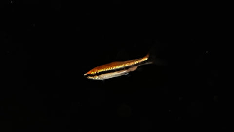 Red Beckford Pencilfish (Nannostomus beckfordi)