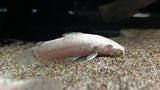 Albino Hoplo Catfish (Megalechis thoracata)