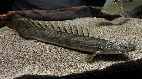 Ansorgii Bichir (Polypterus ansorgii) - WYSIWYG