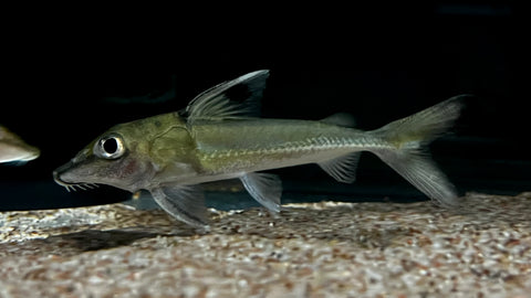 Black Top Mouse Catfish (Hassar orestis)