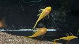 Albino Bristlenose Pleco (Ancistrus cirrhosus "albino")