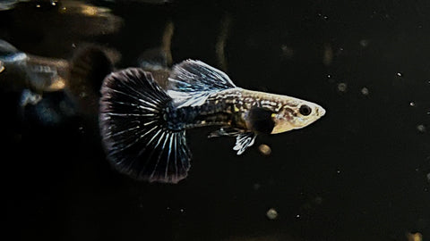 Blue Dragon Guppy (Poecilia reticulata) - Pair