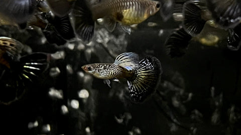 Purple Cobra Guppy (Poecilia reticulata) - Pair