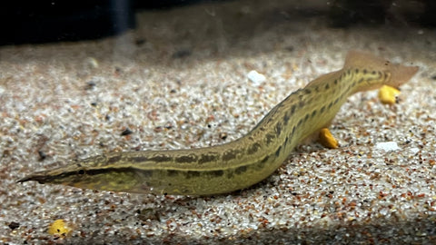 Assorted Spiny Eel (Mastacembelus sp.)