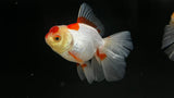 Thai Halfmoon Oranda Goldfish (Carassius auratus)