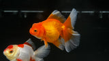 Thai Halfmoon Oranda Goldfish (Carassius auratus)