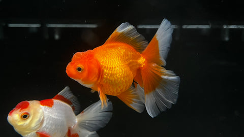 Thai Halfmoon Oranda Goldfish (Carassius auratus)