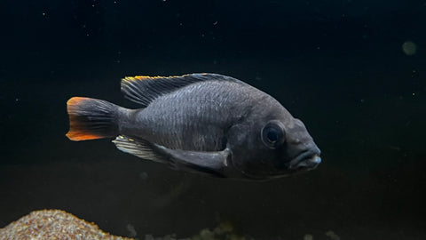 Kenya Gold Hap (Haplochromis sp.) - Potential Pair