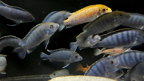 Assorted Mbuna