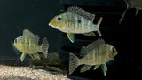 Red Head Tapajos (Geophagus pyrocephalus)