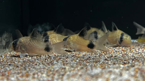 Panda Corydoras