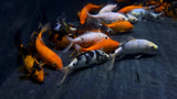 Assorted Koi (Cyprinus rubrofuscus) - Medium