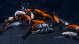 Assorted Koi (Cyprinus rubrofuscus) - Medium