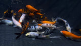 Assorted Koi (Cyprinus rubrofuscus) - Medium