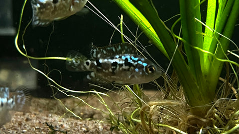 Electric Blue Jack Dempsey (Rocio octofasciata)
