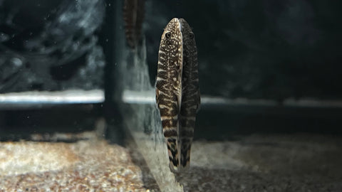 Myersi Hillstream Loach (Pseudogastromyzon myersi)