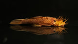 Shortfin Super Red Bristlenose Pleco (Ancistrus sp. "super red")
