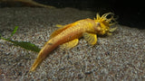 Albino Bristlenose Pleco (Ancistrus cirrhosus "albino")
