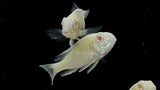 Albino Red Head Tapajos (Geophagus pyrocephalus)