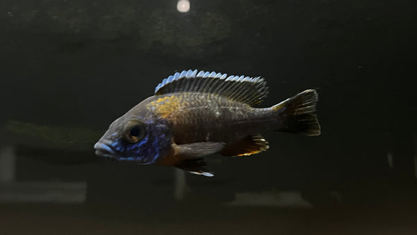 Blue Dragonblood Peacock (Aulonocara sp.) - T109 WYSIWYG – The