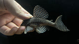 L-333 King Tiger Pleco (Hypancistrus sp.) - Proven Breeding Trio