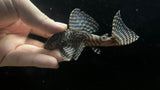 L-333 King Tiger Pleco (Hypancistrus sp.) - Proven Breeding Trio