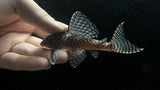 L-333 King Tiger Pleco (Hypancistrus sp.) - Proven Breeding Trio