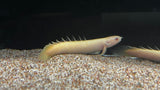 Albino Senegal Bichir (Polypterus senegalus)