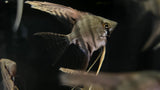 Assorted Silver Angelfish (Scalare sp.)