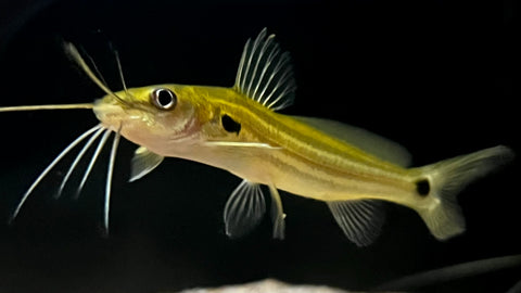 Meetan Mystus Catfish (Mystus rufescens) – The Waterfront SLC