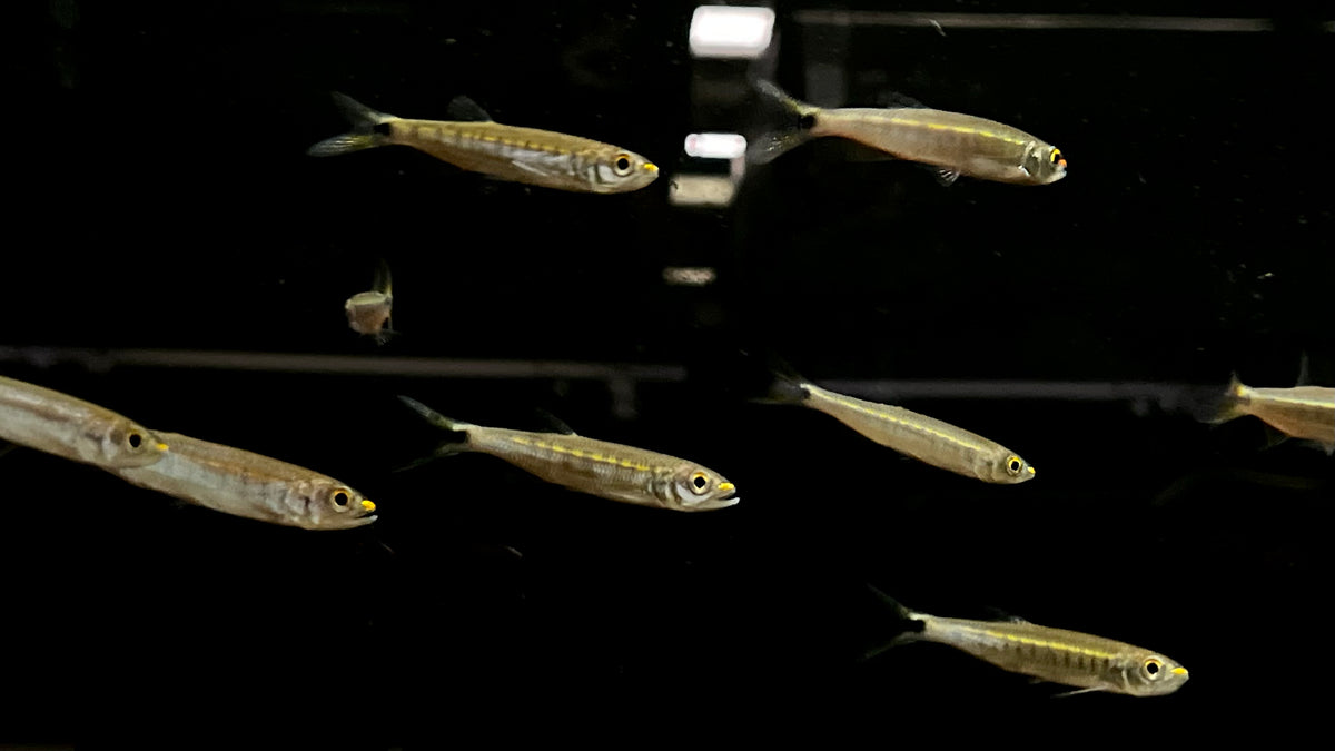 Coppernose Barb (Opsaridium christyi) – The Waterfront SLC