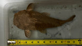 Pacman Catfish (Lophiosilurus alexandri) - Rare