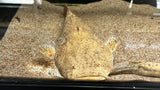 Pacman Catfish (Lophiosilurus alexandri) - Rare