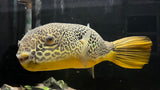 Mbu Puffer (Tretradon mbu) - WYSIWYG (Cargo Only)
