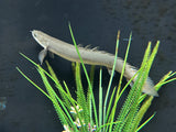 Senegal Bichir (Polypterus senegalus)