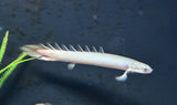 Senegal Bichir (Polypterus senegalus)
